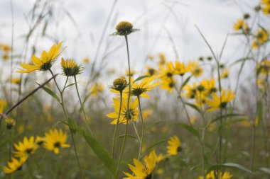 Prairie Oaks Metro Parkı, Ohio