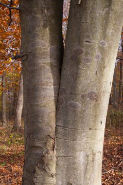 Rockbridge Eyalet Doğa Koruma Alanı, Ohio