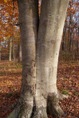 Rockbridge Eyalet Doğa Koruma Alanı, Ohio