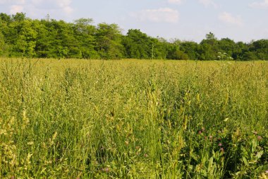 Ohio 'nun kırsal kesimlerindeki sahneler