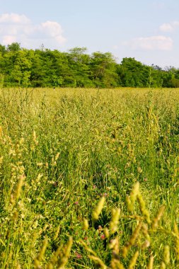 Ohio 'nun kırsal kesimlerindeki sahneler