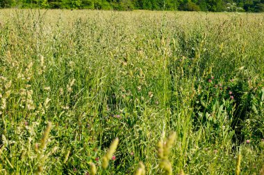 Ohio 'nun kırsal kesimlerindeki sahneler