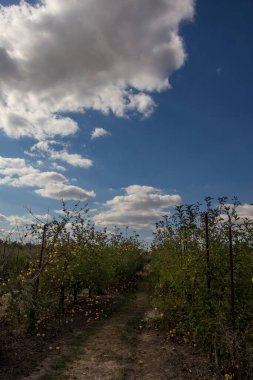 Ohio 'nun kırsal kesimlerindeki sahneler