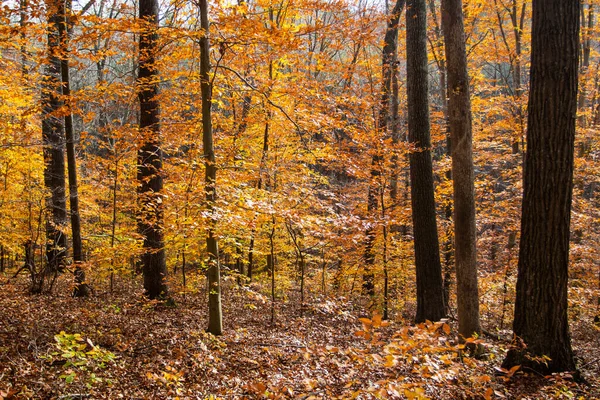 俄亥俄州洛克布里奇州自然保护区 — 图库照片