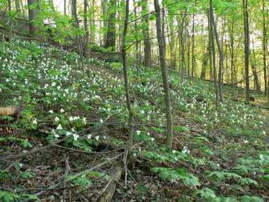 Shallenberger Eyalet Doğa Koruma Alanı, Lancaster, Ohio