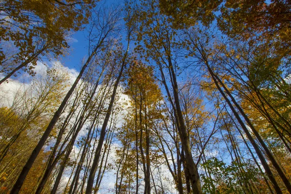 Shale Hollow Parkı, Lewis Merkezi, Ohio
