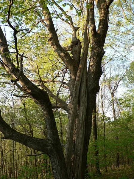 Shallenberger State Nature Preserve Lancaster Ohio — Foto Stock