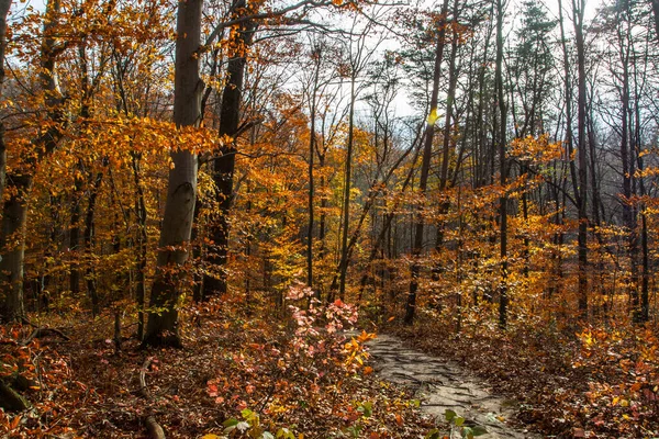 Shallenberger State Nature Preserve Ohio Lancaster — 스톡 사진