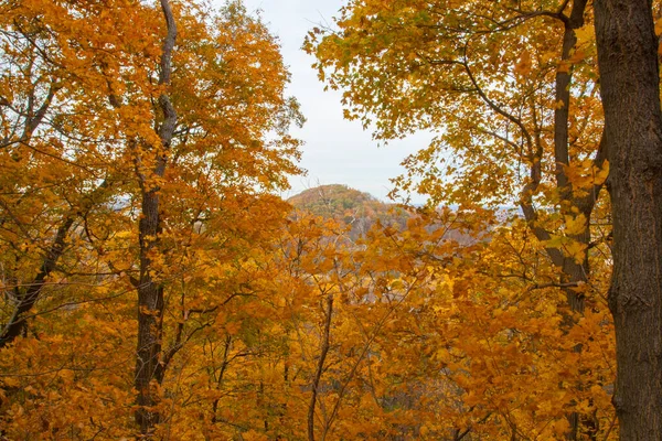 Shallenberger State Nature Preserve Ohio Lancaster — 스톡 사진