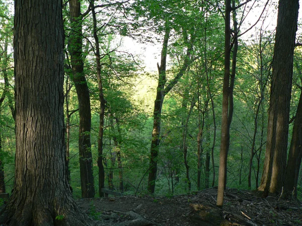 Shallenberger State Nature Preserve Ohio Lancaster — 스톡 사진