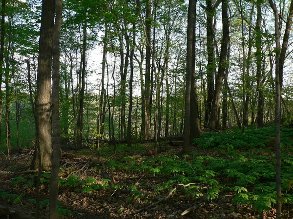 Shallenberger State Nature Preserve Ohio Lancaster — 스톡 사진