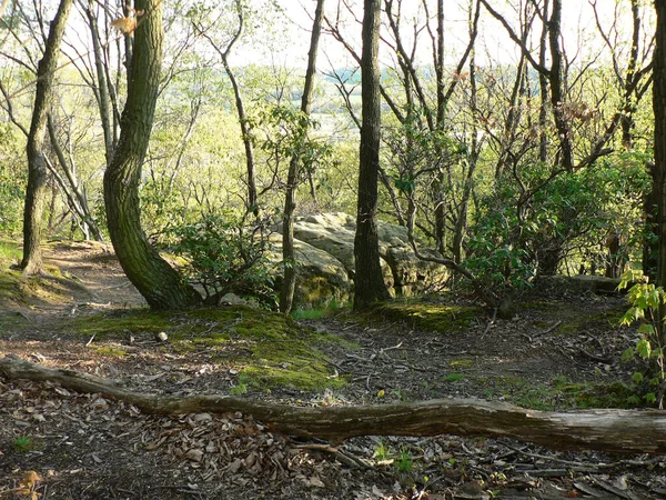 Shallenberger State Nature Preserve Lancaster Ohio — Stockfoto