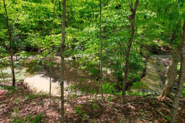 İlkbaharda Ormandaki Küçük Nehir