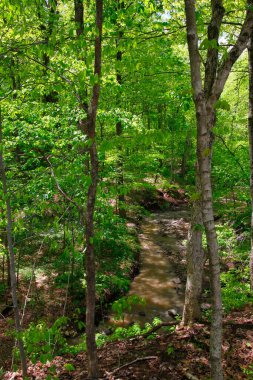 İlkbaharda Ormandaki Küçük Nehir