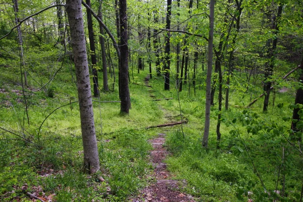 Lkbaharda Soluk Orman Yolu — Stok fotoğraf