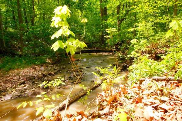 春の森の中の小川 — ストック写真