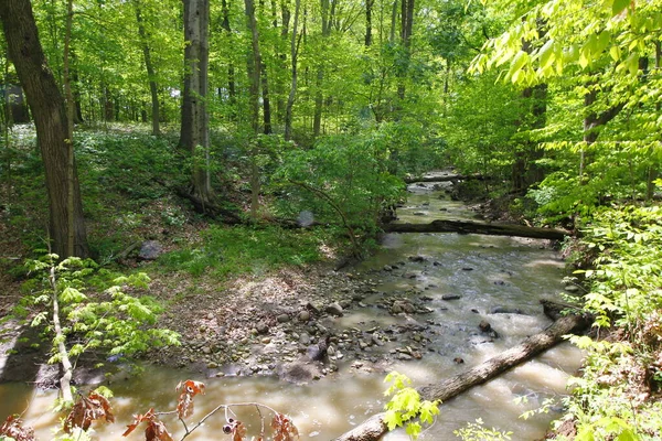 Kleine Beek Een Bos Het Voorjaar — Stockfoto