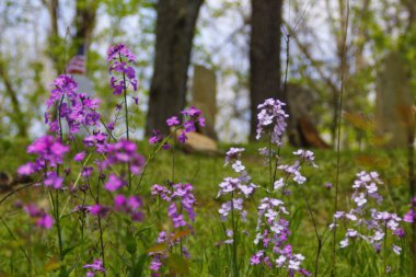 Phlox Mezarlığın Yakınındaki Çiçekler