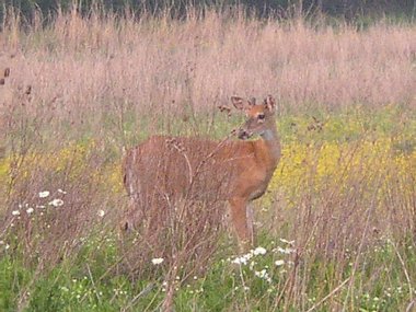 Three Creek Metro Parkı, Columbus, Ohio