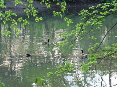 Three Creek Metro Parkı, Columbus, Ohio