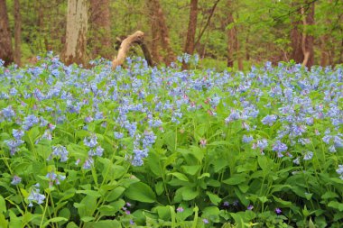 Three Creek Metro Parkı, Columbus, Ohio