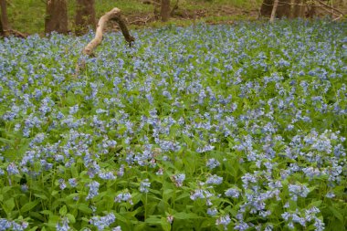 Three Creek Metro Parkı, Columbus, Ohio