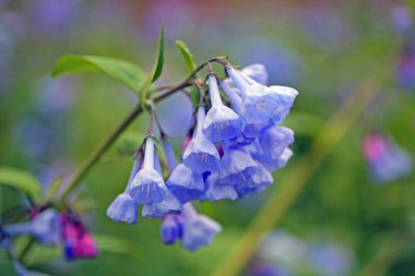 Three Creek Metro Parkı, Columbus, Ohio