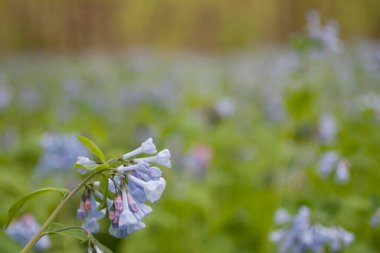Three Creek Metro Parkı, Columbus, Ohio