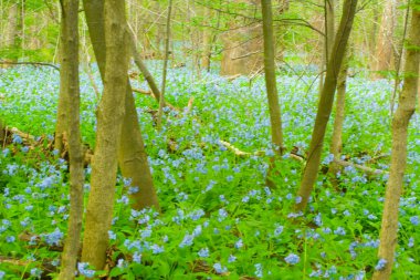 Three Creek Metro Parkı, Columbus, Ohio