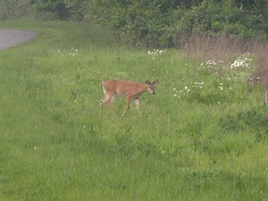 Three Creek Metro Parkı, Columbus, Ohio