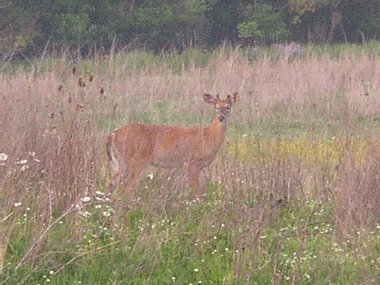 Three Creek Metro Parkı, Columbus, Ohio