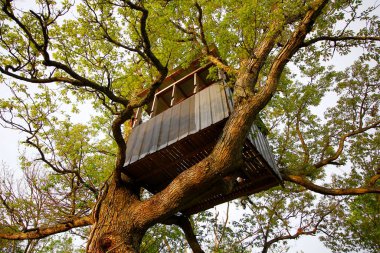 Büyük Ağaçtaki Ağaç Evi