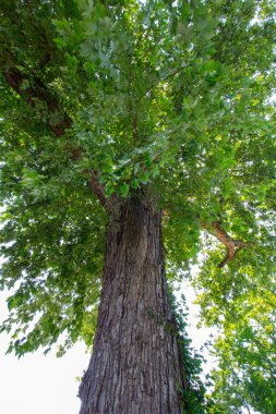 Çok Uzun Bir Ağaca Bakmak