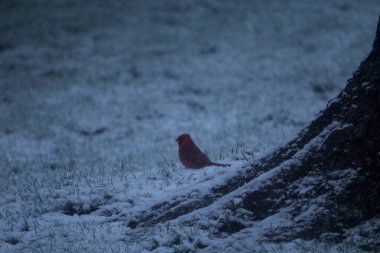 Kış aylarında karla kaplı ağaçlar