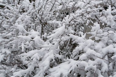 Kış aylarında karla kaplı ağaçlar