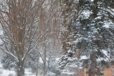 Kış aylarında karla kaplı ağaçlar