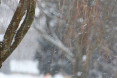 Kış aylarında karla kaplı ağaçlar