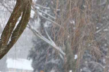 Kış aylarında karla kaplı ağaçlar