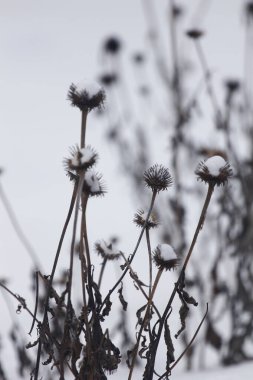 Çeşitli Kış Sahneleri Açık Hava, Ohio