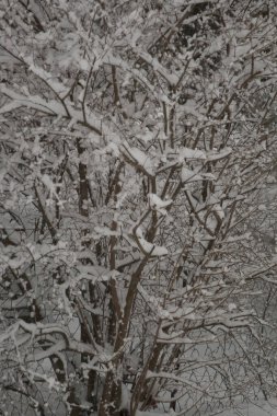 Çeşitli Kış Sahneleri Açık Hava, Ohio