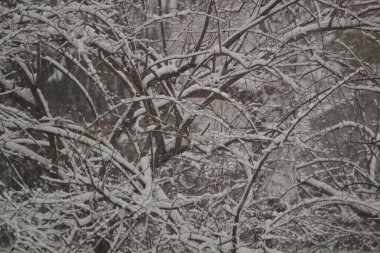 Çeşitli Kış Sahneleri Açık Hava, Ohio