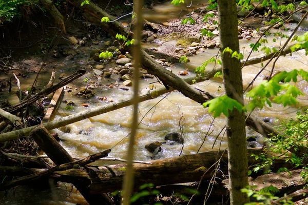 Rocky Çamurlu Orman Küçük Nehir — Stok fotoğraf