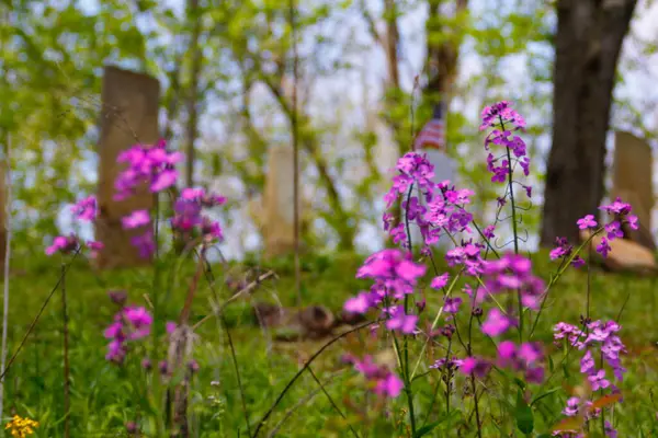 Φλοξ Λουλούδια Κοντά Ένα Νεκροταφείο — Φωτογραφία Αρχείου