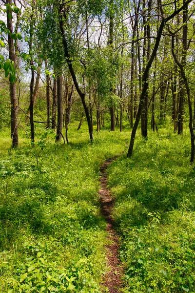 Sentier Forêt Faible Printemps — Photo