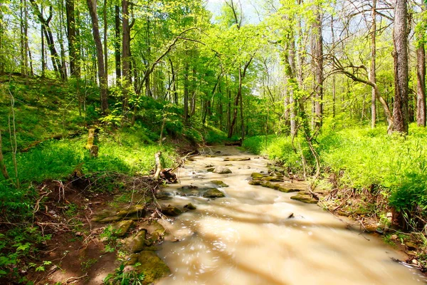 春天森林里的小河 — 图库照片