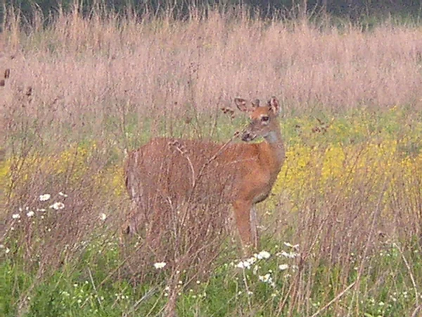 Τρείς Creeks Metro Park Columbus Οχάιο — Φωτογραφία Αρχείου