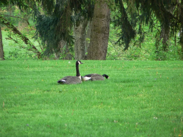 Three Creeks Metro Park Columbus Ohio — Fotografia de Stock