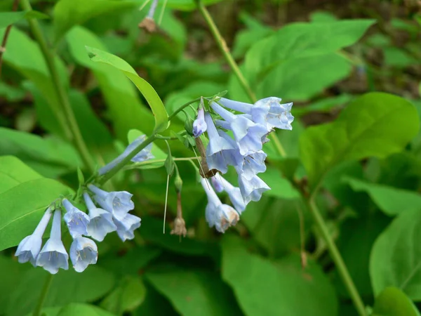 Three Creeks Metro Park Columbus Ohio — Stock fotografie