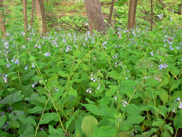 Τρείς Creeks Metro Park Columbus Οχάιο — Φωτογραφία Αρχείου