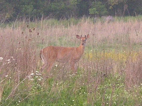 Three Creeks Metro Park Columbus Ohio — Photo